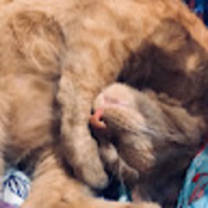 Meet your Posher, Zoe